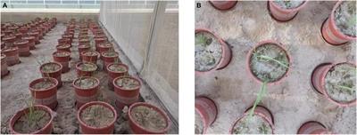 Effects of Soil Heterogeneity and Species on Plant Interactions